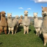 alpaca-experience