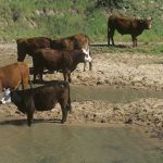 cowsndhmo