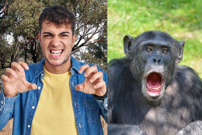 chimps
