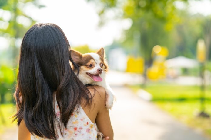 Asian,Woman,Playing,With,Chihuahua,Dog,At,Pets,Friendly,Dog