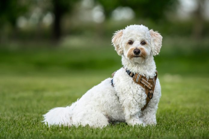 Cream,White,Bichonpoo,Dog,-,Bichon,Frise,Poodle,Cross,-
