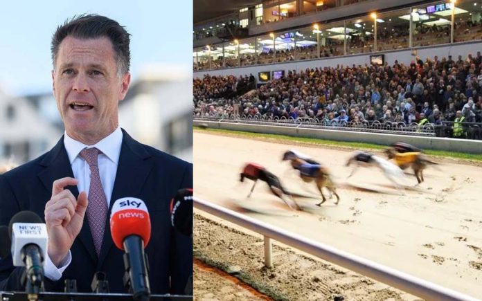 Minns greyhounds