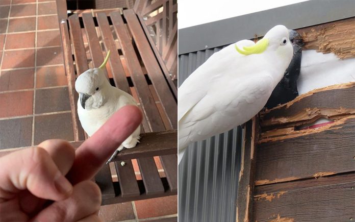 fknbird