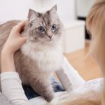 Young,Woman,With,Ragdoll,Cat,On,Couch