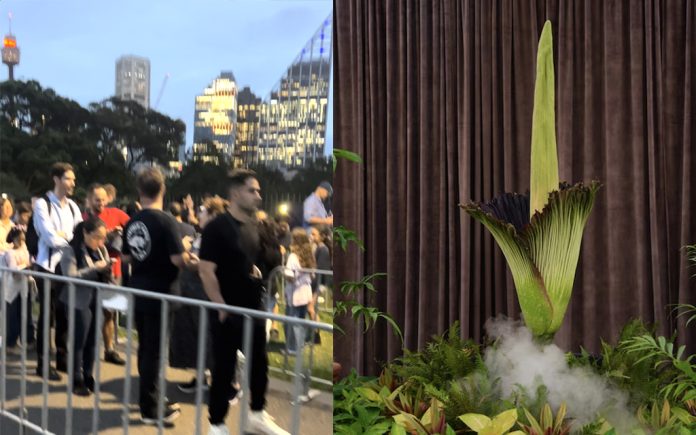 sydney flower