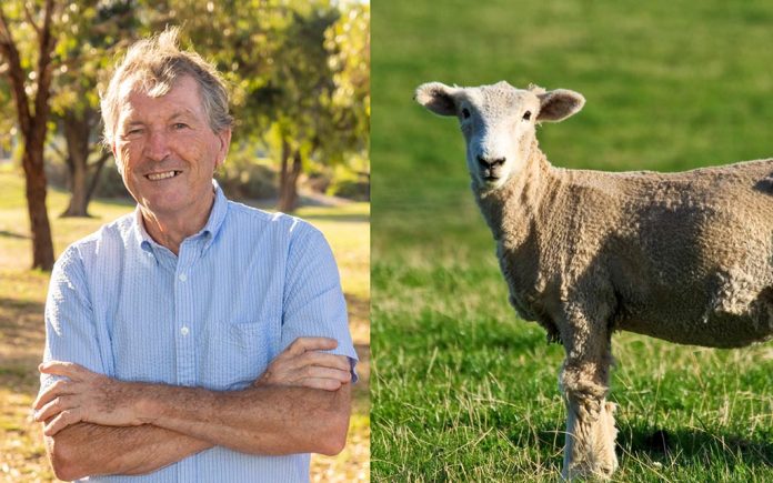 sheepwarnings