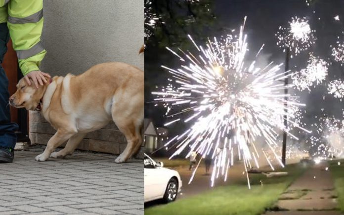 doggo cracker